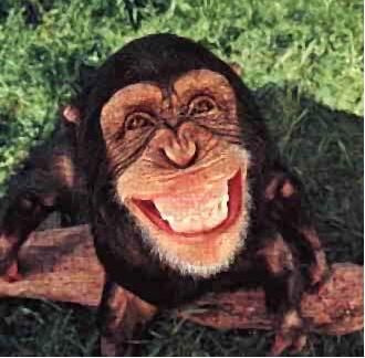 Macaco rindo