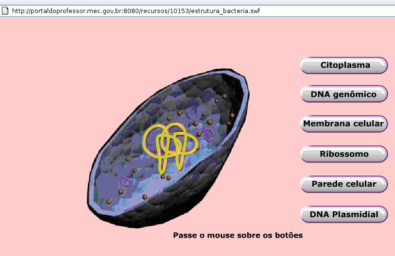 Portal del Profesor - O mundo microscópico das Bactérias