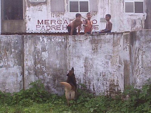 Muro e cão