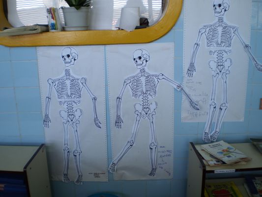 Como a vida moderna está mudando o esqueleto humano. – Blog da