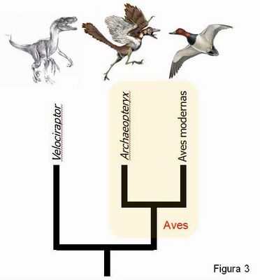 Uma teoria da evolução das galinhas