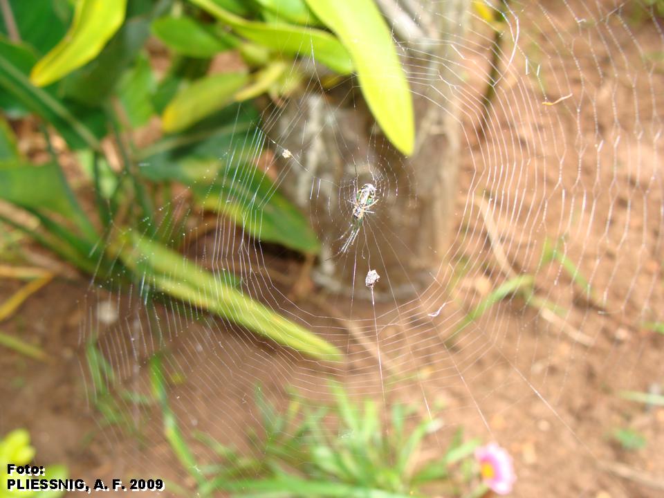 Conheça o significado espiritual das aranhas - Jornal O Paraná