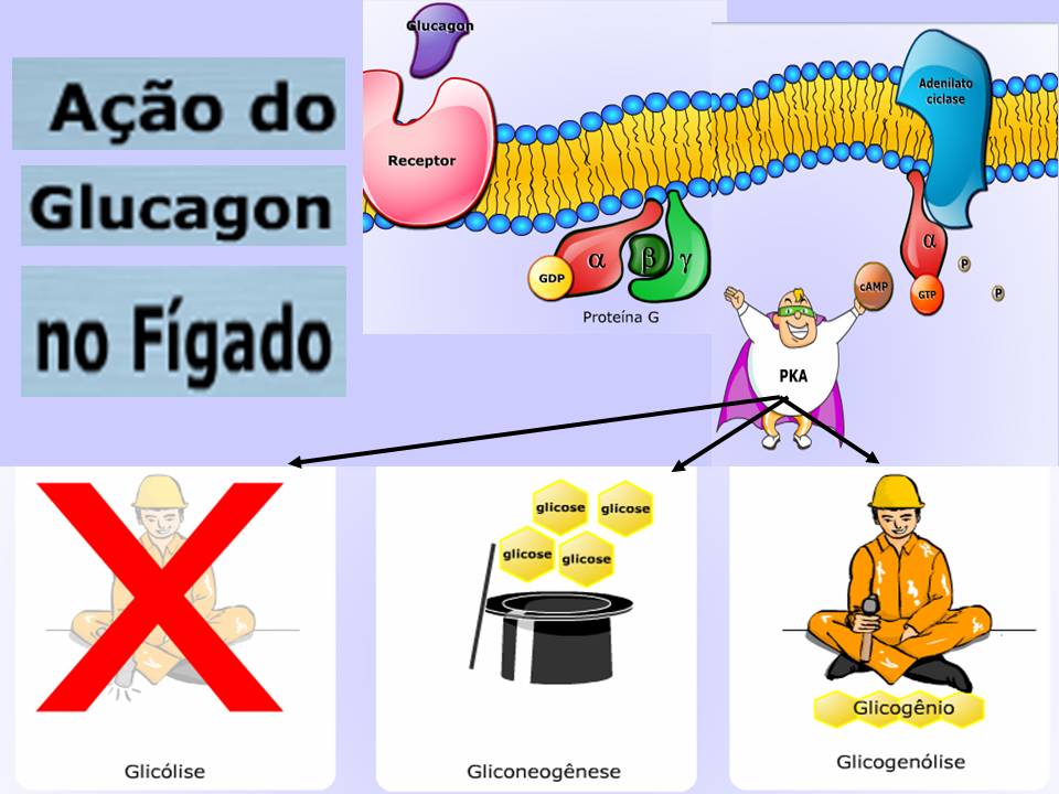 http://portaldoprofessor.mec.gov.br/storage/discovirtual/aulas/1846/imagens/acao_glucagon.jpg