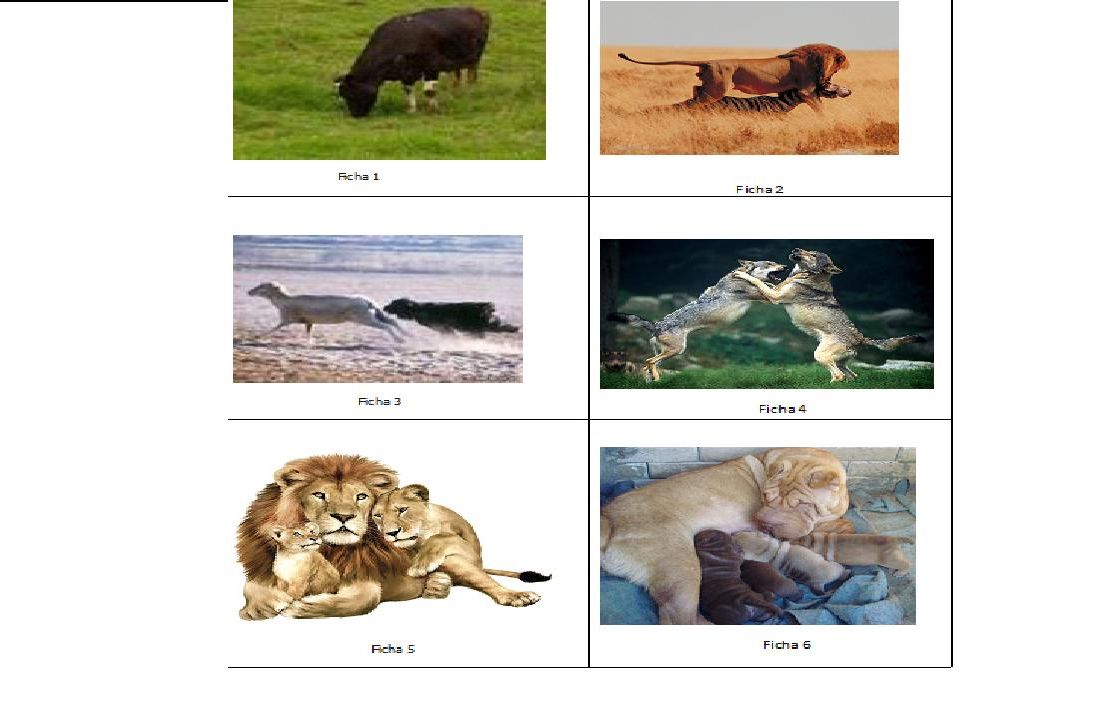 www.ensinar-aprender.blogspot.comcontando os animais da imagem