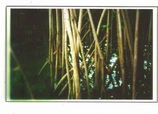 vista raíze - manguezal