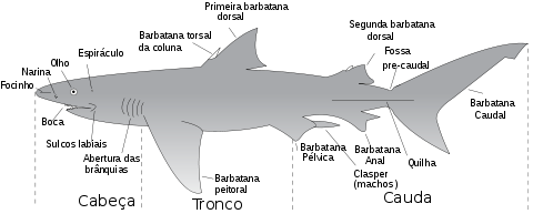 Partes externas do tubarão