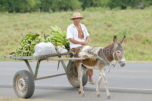 Burro fofo com uma bola de futebol jogos de personagens infantis