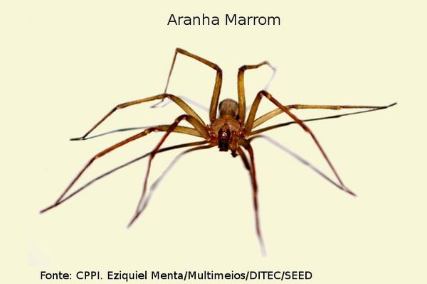 spider (【Substantivo】aranha ) Significado, Uso e Leitura