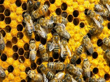 abelhas e favos