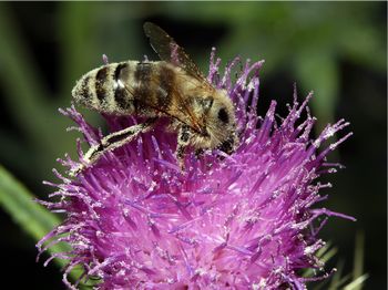 abelha polinizada