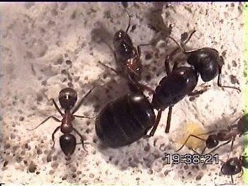 as formigas
