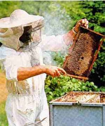 apicultor