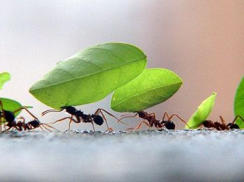 comun formigas