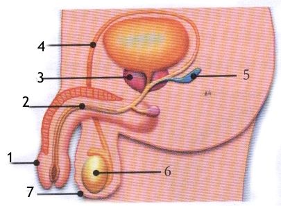 Sistema reprodutor masculino e feminino pdf