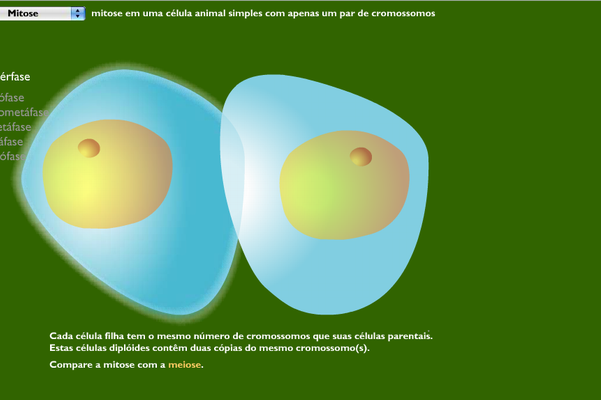 Divisão celular - Biologia - InfoEscola