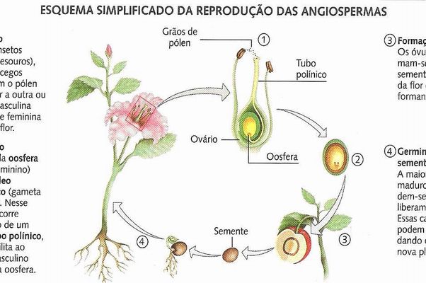 Angiosperma: reprodução sexuada