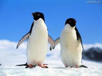 pinguins de mÃ£os dadas