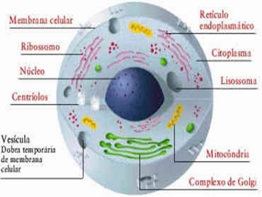 celula animal y celula vegetal. celula vegetal e animal. celula vegetal e animal. animal e célula vegetal.