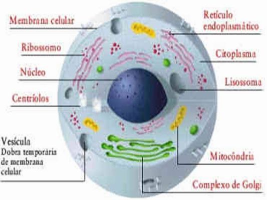 celula vegetal. celula vegetal e animal.