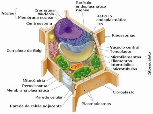 imagenes de celula vegetal. celula vegetal e animal. Célula Vegetal; Célula Vegetal. jaxstate