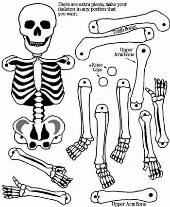 Jogo Didatico Anatomia Com Ossos Para Montar E Com Boneco