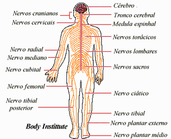 Portal do Professor - Sistema nervoso