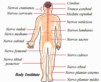 Sistema Nervoso  atividades e jogos educativos