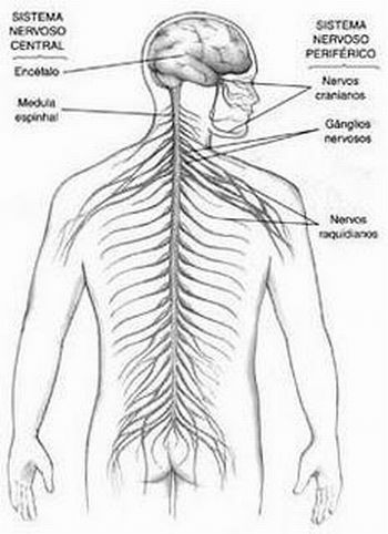 Sistema Nervoso - Corpo Humano para crianças 