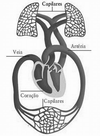 cardiovascular 4