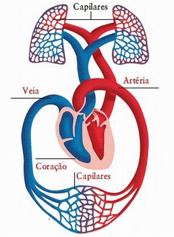 cardiovascular 5