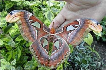 mariposa atlas