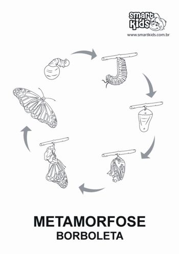 Como criar uma borboleta em casa - Invivo