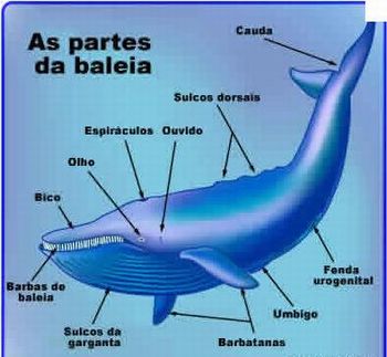 livro baleia