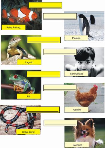 ANIMAIS FOTOGRAFASOA