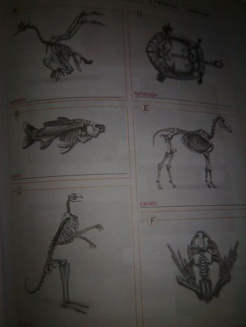 ossos animais