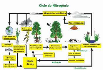 ciclo do nitrogÃªnio