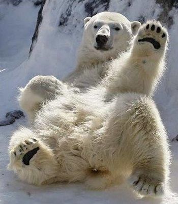 Urso polar 