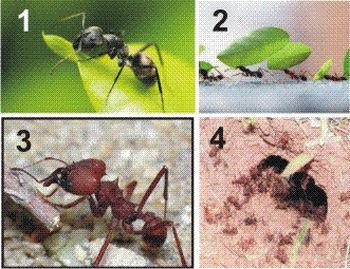 4 formigas