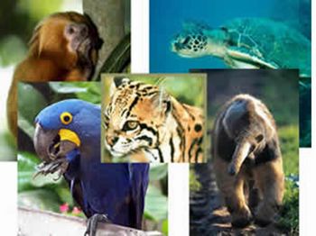 animais da amazonia em extinÃ§Ã£o