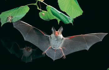 morcego inset