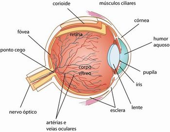 Esquema das estruturas do olho humano