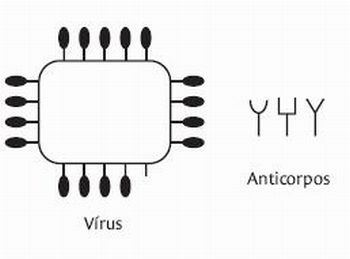 InteraÃ§Ã£o antÃ­geno-anticorpo