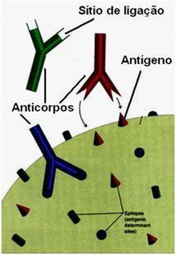 InteraÃ§Ã£o antÃ­geno-anticorpo