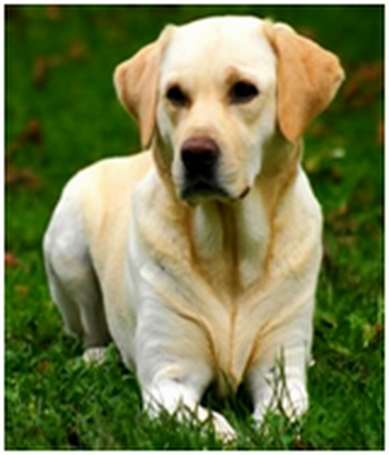 CACHORRO
