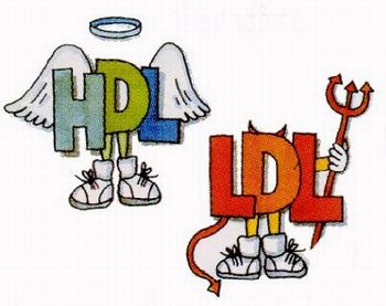 colesterol HDL LDL