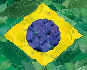 Bandeira do Brasil - folhas
