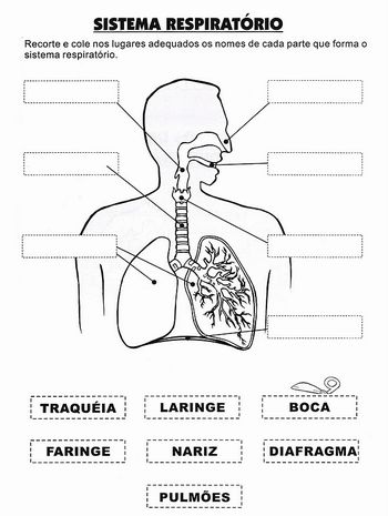 Esquema sistema respiratÃ³rio
