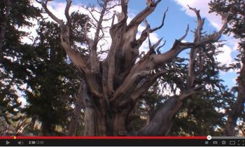 Oldest tree video