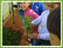 Alunos colhem cheiro verde