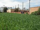 Lavoura ao lado da escola Antônio Prevedello